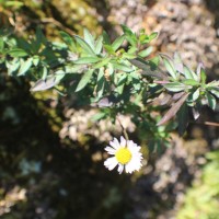 Erigeron karvinskianus DC.